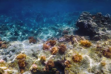 Deniz Yaşamı Su Altında Kayalar Güneş Işığı Altında Yaşam