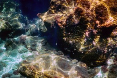 Deniz Yaşamı Su Altında Kayalar Güneş Işığı Altında Yaşam