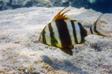 Redbanded Seabream Sualtı (Pagrus auriga) Deniz Beau altında