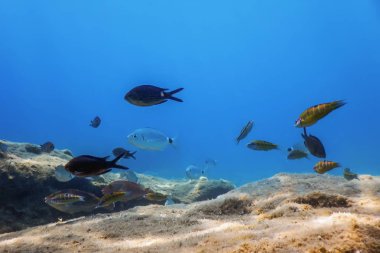 Sualtı Sahnesi Güneş Işığı, Su altı Hayatı.