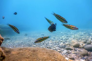 Denizin Altında, Sualtı Sahnesi Güneş Işığı, Su Altında Balık Yaşamı.