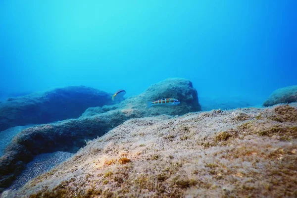 Underwater Scene Sunlight, fish Underwater Life. — Stock Photo, Image