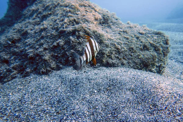 Rotbrasse unter Wasser (Pagrus auriga) unter dem Meeresbeau — Stockfoto