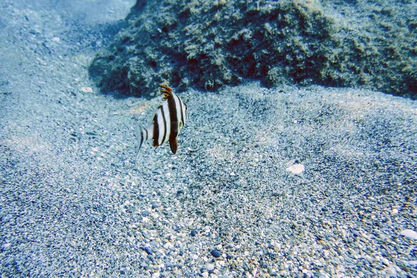 Θαλασσινή τσιπούρα υποβρύχια (pagrus Auriga) κάτω από το Sea Beau — Φωτογραφία Αρχείου