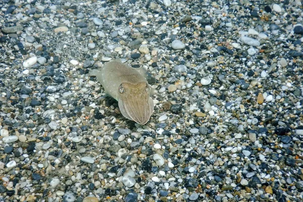 Tintenfischtarnung. Tintenfische schwimmen unter Wasser. — Stockfoto