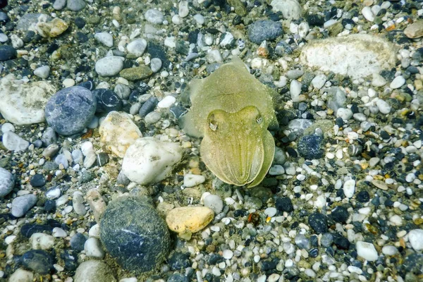 Camuflagem de choco. Cuttlefish Natação subaquática. — Fotografia de Stock