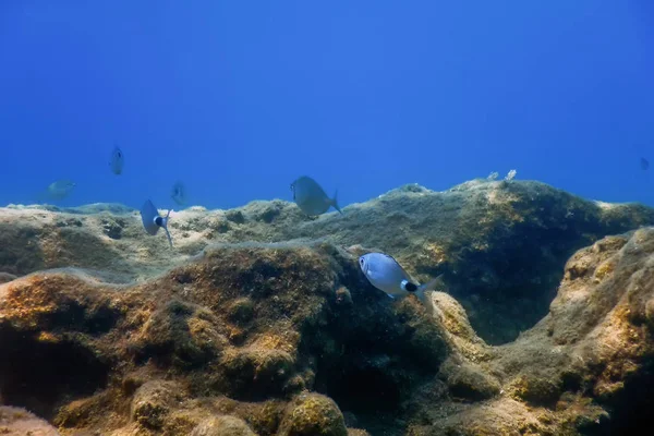Sea Life Underwater Rocks Sunlight, Underwater Life — Stock Photo, Image