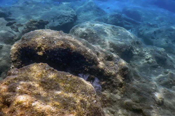 Vita marina Rocce sottomarine Luce del sole, Vita subacquea — Foto Stock