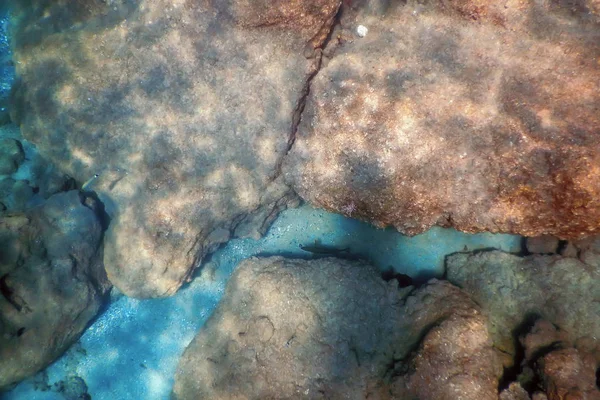 海の下,水中生活,魚水中シーン日光 — ストック写真