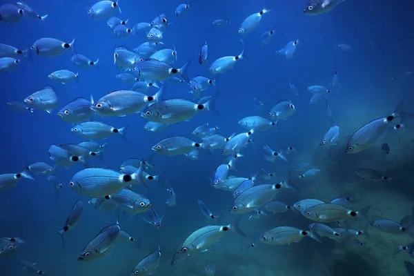 Escola de peixes subaquática. Peixes fundo subaquático. — Fotografia de Stock