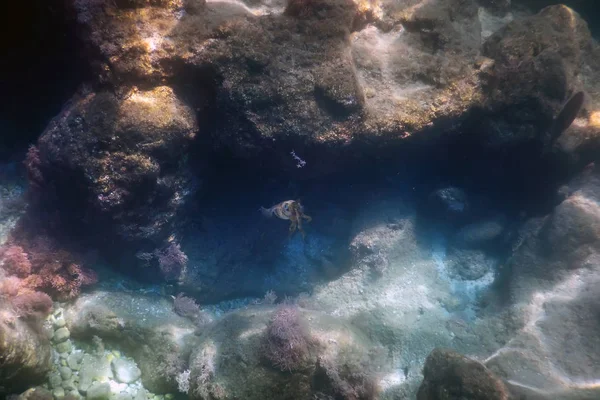 Κάτω από τη θάλασσα, υποβρύχια σκηνή φως του ήλιου, καλαμάρι υποβρύχια ζωή. — Φωτογραφία Αρχείου