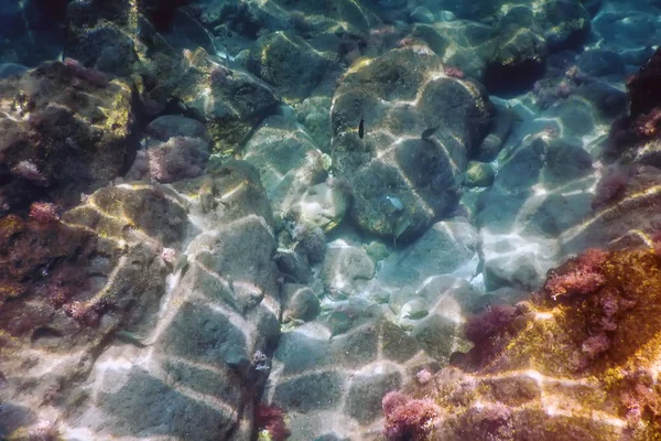 Морская жизнь подводные скалы Солнечный свет, подводная жизнь — стоковое фото