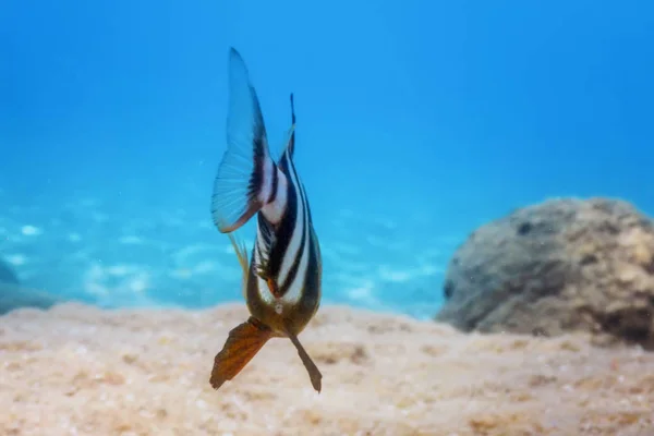 Hlubinné mořské dno (Pagrus Auriga) pod mořem Beau — Stock fotografie