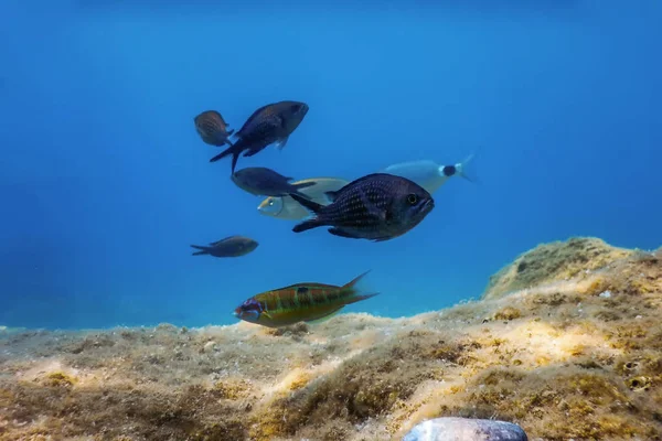 Sea Life, Underwater Scene Sunlight, fish Underwater Life.