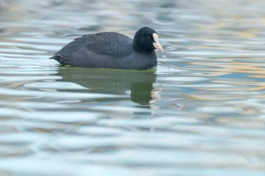 İnek yüzme (Fulica atra) Avrasya Yaban Ördeğini kapatın 
