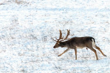 Alageyik buck kar kış manzara (Dama Dama)
