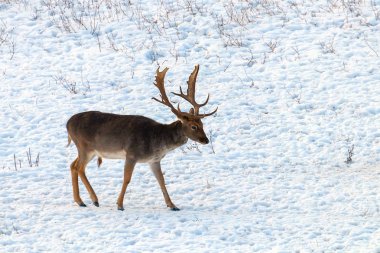 Alageyik buck kar kış manzara (Dama Dama)
