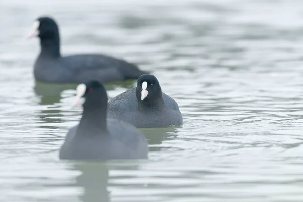 Moedas de natação (Fulica atra) Close up Eurasian Coots — Fotografia de Stock