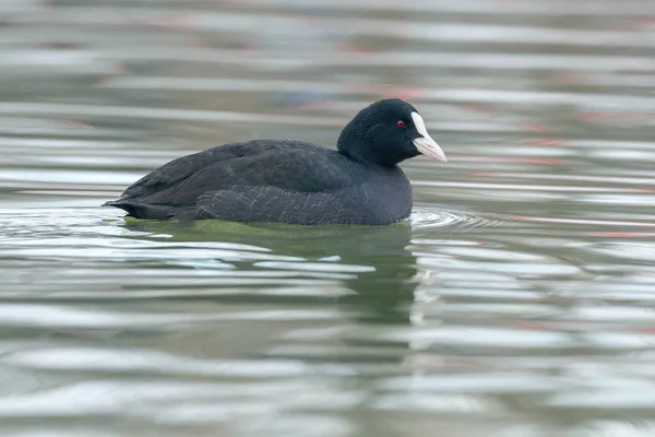 Coot Natação (Fulica atra) Close up Eurasian Coot — Fotografia de Stock