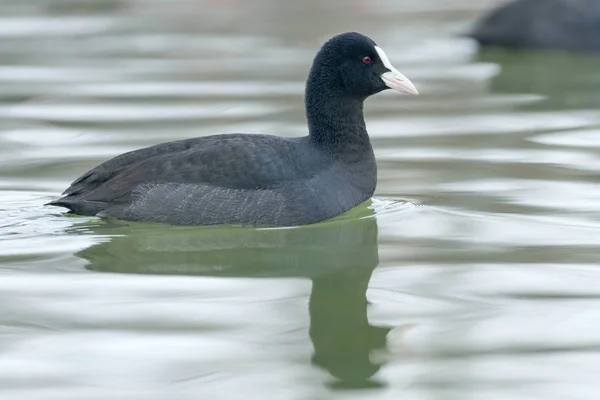 Spjälsäng simning (Fulica atra) Närbild Eurasian Coot — Stockfoto