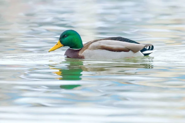 Vadkacsa, tőkés hím úszás (Anas platyrhynchos) — Stock Fotó