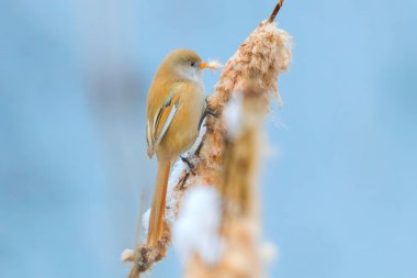 Sevimli küçük kuş, Sakallı mey, dişi Sakallı sazlık (panurus 