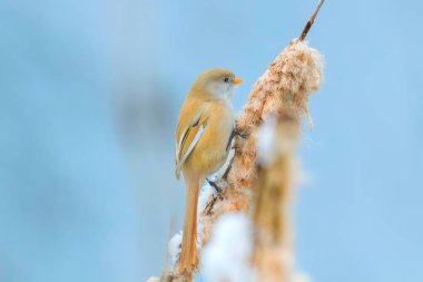Sevimli küçük kuş, Sakallı mey, dişi Sakallı sazlık (panurus 