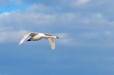 Kuğu (Cygnus rengi uçuş mavi gökyüzünde) 