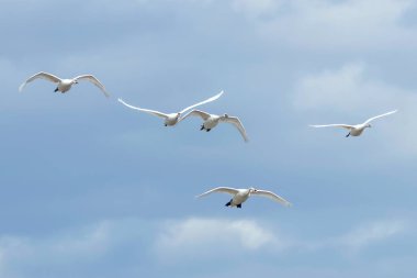 Kuğu (Cygnus rengi uçuş mavi gökyüzünde) 