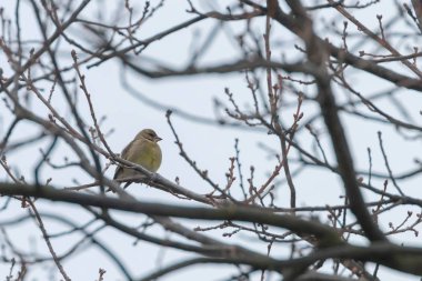 Greenfinch Erkek (Chloris chloris) ağaç, kış zamanı Avrupa 