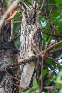 Bir ağacın (ASIO otus oturup uzun kulaklı Baykuş) 