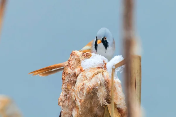 Schattige kleine vogel, bebaarde Mees, mannelijke Bearded reedling (Panurus bi — Stockfoto