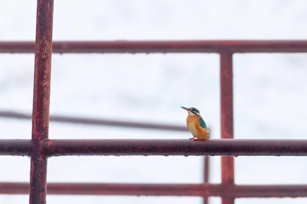 Kingfisher comum (Alcedo atthis) Kingfisher sentado em uma cerca — Fotografia de Stock