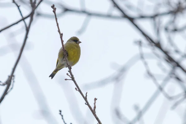 Roselin vert mâle (Chloris chloris) sur arbre, temps d'hiver Européen — Photo