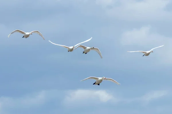 Лебеди в полете голубое небо (Cygnus color) ) — стоковое фото