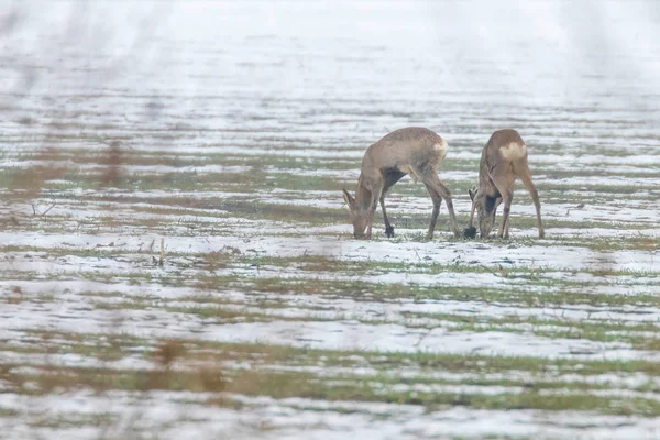 Téli reggel (Capreolus capreolus legeltetés őz) — Stock Fotó