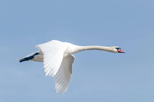 Cisne mudo en vuelo cielo azul (Cygnus olor) — Foto de Stock