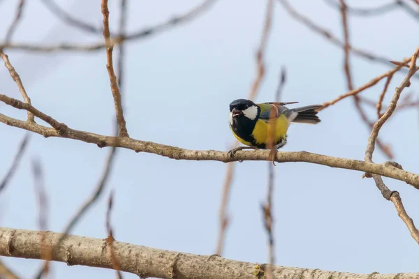 Grande tetta su ramo (parus major) carino piccolo uccello — Foto Stock