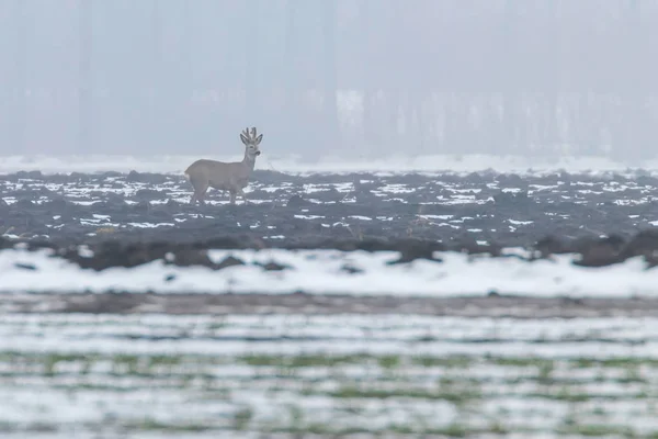 Roe Deer in winter morning (Capreolus capreolus) — Stock Photo, Image
