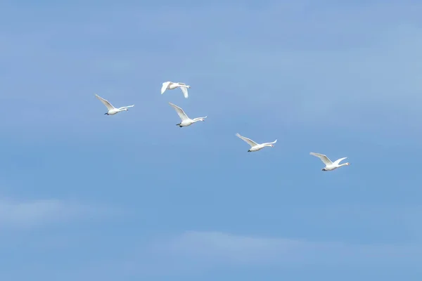 Лебеди в полете голубое небо (Cygnus color) ) — стоковое фото