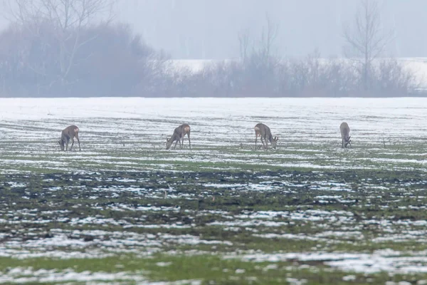 Roe Deer grazing in winter morning (Capreolus capreolus) — Stock Photo, Image