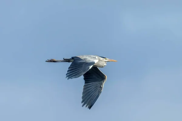Сіра чапля в польоту (Ardea стегеа) Синє небо — стокове фото