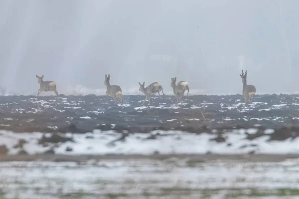 Troupeau de chevreuils le matin d'hiver (Capreolus capreolus ) — Photo