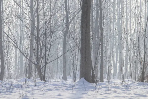 Зимняя туманная лесная сцена, холодный туманный лес со снегом — стоковое фото