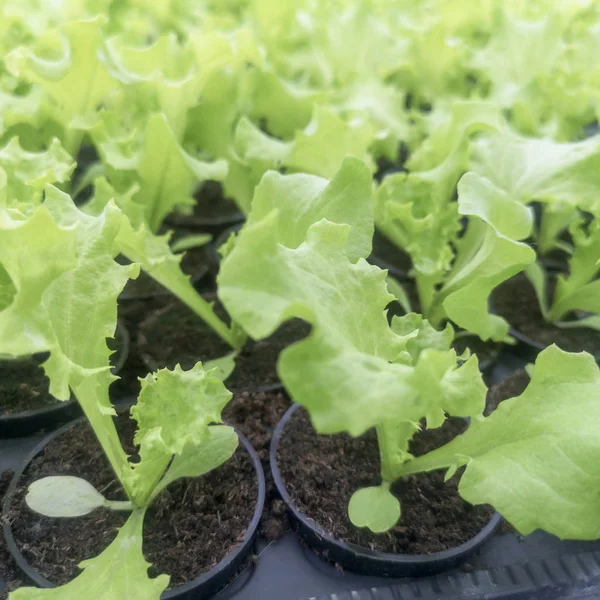 Lettuce Hydroponic farm, Lettuce Sprouts, Green Young Lettuce Pl — Stock Photo, Image