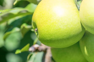 Elma Ağacı, Ağaçtaki Yeşil Elmalar