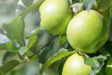 Elma Ağacı, Ağaçtaki Yeşil Elmalar