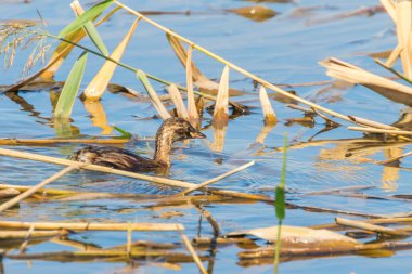 Sudaki Küçük Yunus (Taşibaptus ruficollis)