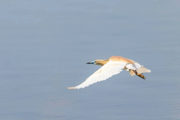 Squacco Heron i flygning (Ardeola ralloides)) — Stockfoto