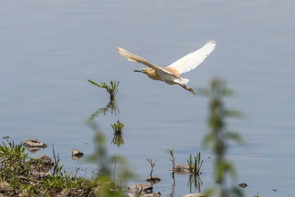 Garza de Squacco en Vuelo (Ardeola ralloides ) — Foto de Stock